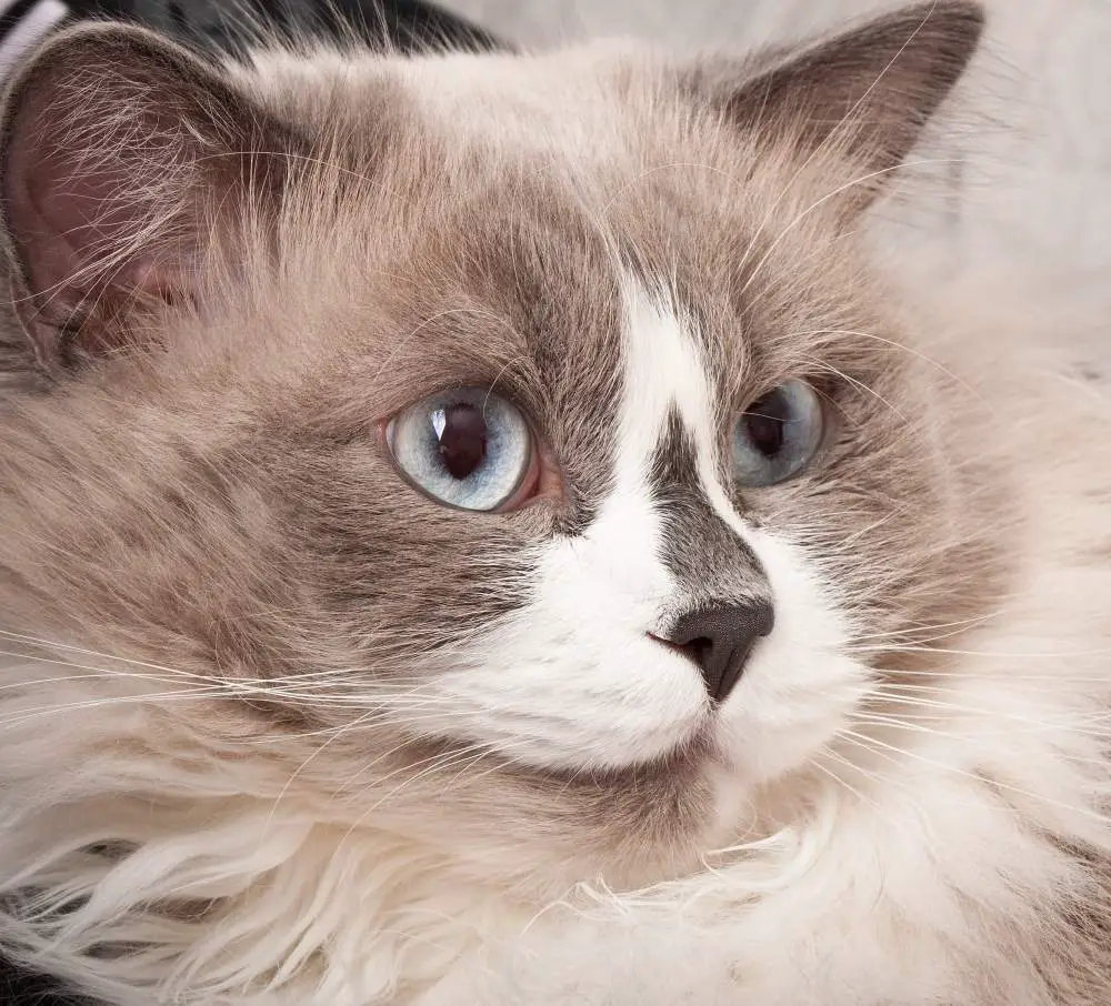 Close-up of Brown Ragdoll Cats with blue eyes and soft fur