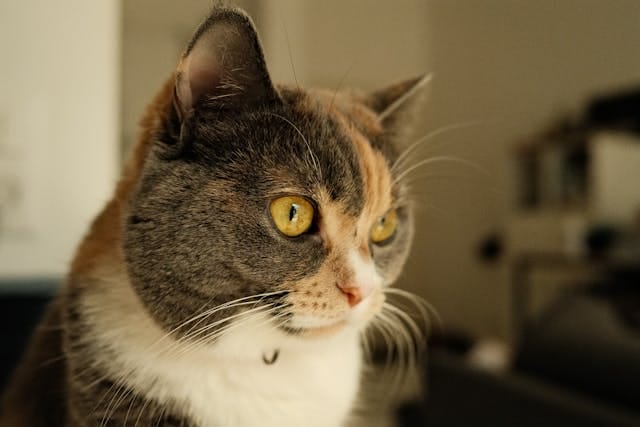 close up Calico Cats is not a specific breed but a domestic cat