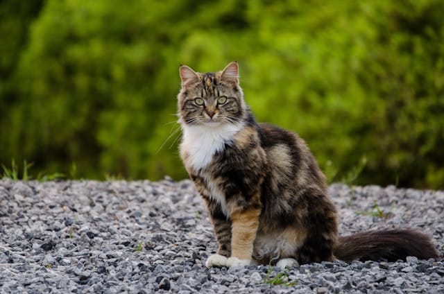a Hypoallergenic Cats: A Guide for Allergy Sufferers