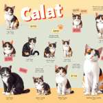 calico cat price