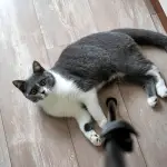 A gray and white cat breeds lounging on a wooden floor, looking up with wide eyes, beside a chair.