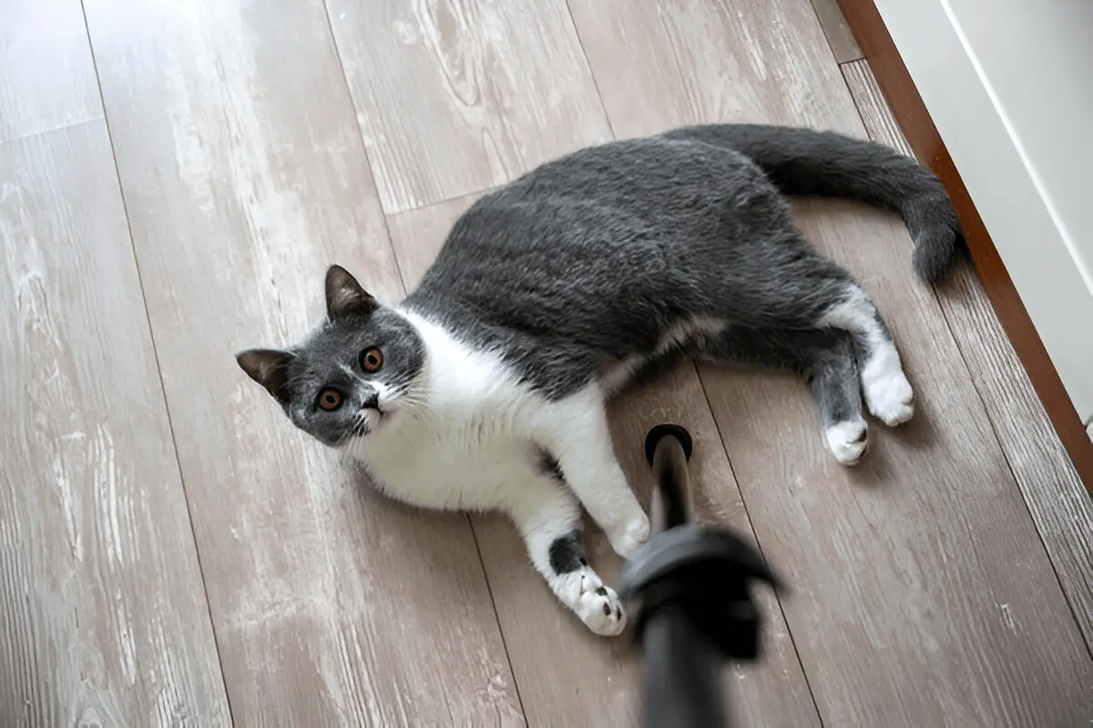 A gray and white cat breeds lounging on a wooden floor, looking up with wide eyes, beside a chair.