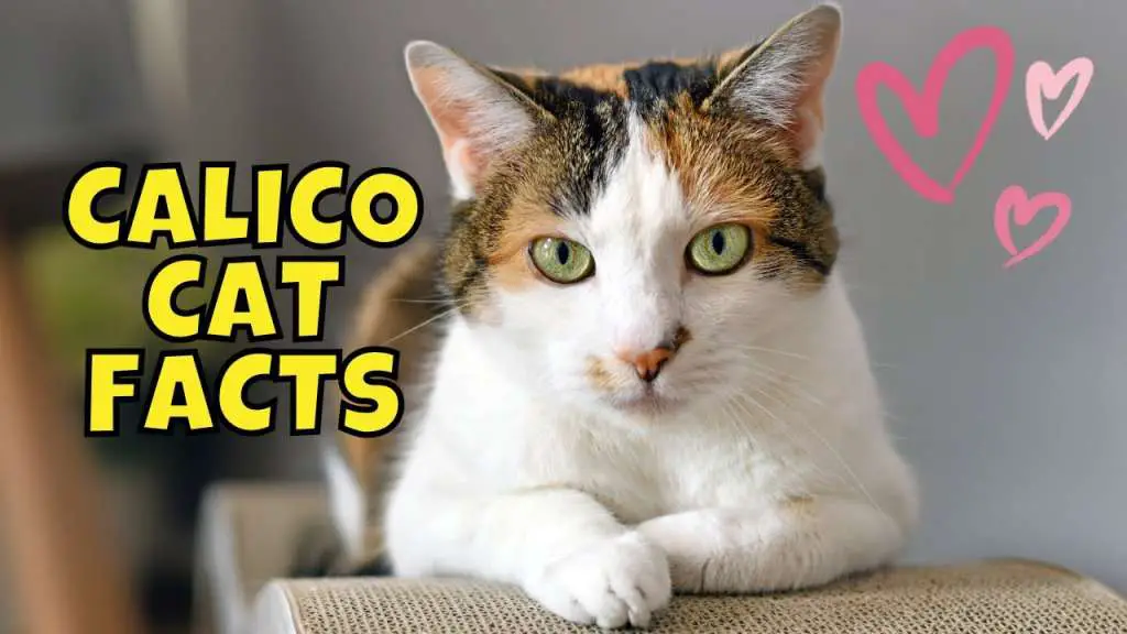"Close-up of a beautiful calico cats with green eyes, featuring a tricolor coat and heart-shaped illustrations in the background."