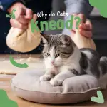 Why Do Cats Make Biscuits